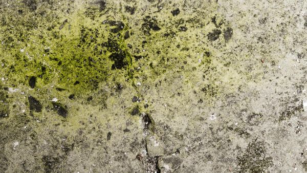 Mit tehetünk, ha a vakolat elkezd algásodni?